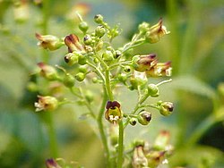 Harilik sealõuarohi (Scrophularia nodosa)