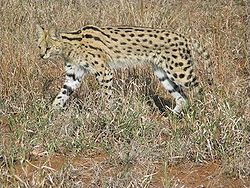  Leptailurus serval
