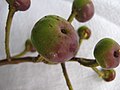 Infrutescence de Souroubea guianensis