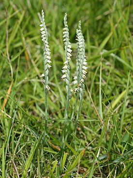 Скрученник спиральный (Spiranthes spiralis)  — типовой вид типового рода подтрибы. Общий вид цветущего растения.