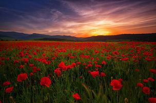 Coucher de soleil sur un champ de coquelicots, à Guelma (Algérie). (définition réelle 1 920 × 1 277)