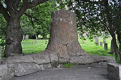 Carboniferous "Stanhope tree", Co. Durham UK and living angiosperm trees.