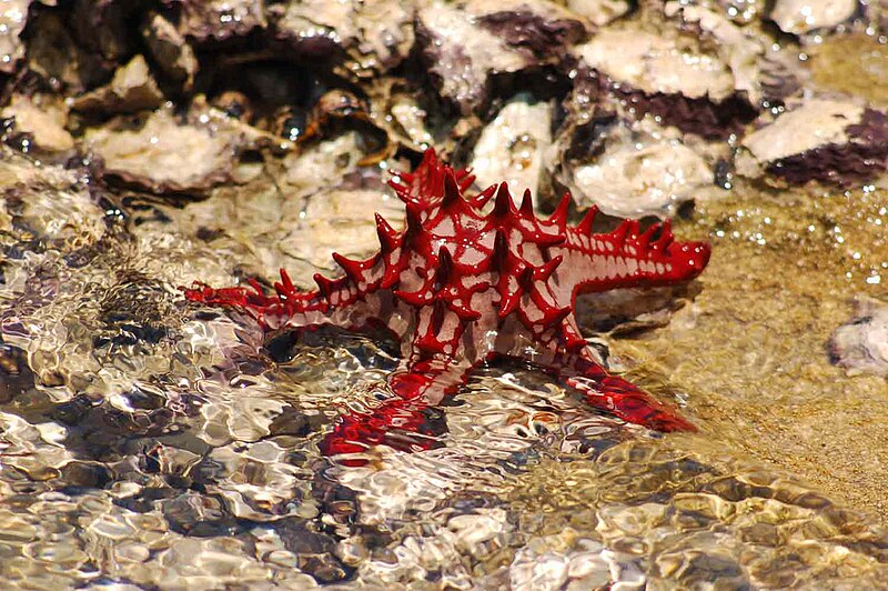 Starfish 10 (paulshaffner)