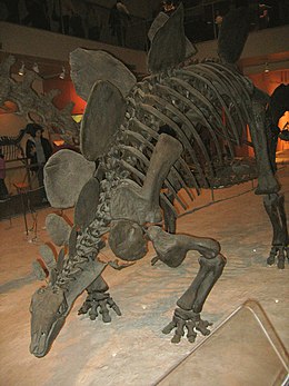 A Stegosaurus fosszilis csontváza a Nemzeti Természetrajzi Múzeumban (National Museum of Natural History)