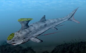 Akmonistion of the Holocephali order Symmoriida roamed the oceans of the early Carboniferous.