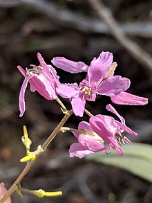 Streptanthus bracteatus 17713293.jpg