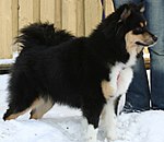 Finsk lapphund är en vallande spets.