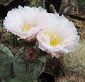 Flowers of T. alexanderi