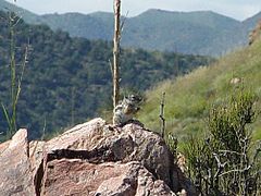 Description de l'image Texas antelope squirrel.jpg.