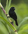 Thick-billed seed finch