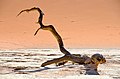 Baumstamm im Deadvlei in Namibia (2017)