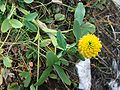 Trifolium badium