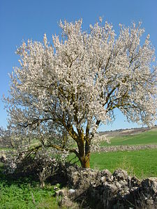 Urueña almendro1 lou.jpg