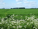 Settlements on Rippingale Fen