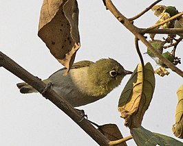 Somalische brilvogel