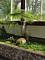 A fern in the Dennstaedtia can reach two meters in height such as D. smithii.[9]