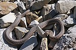 Western terrestrial garter snake (Thamnophis elegans)