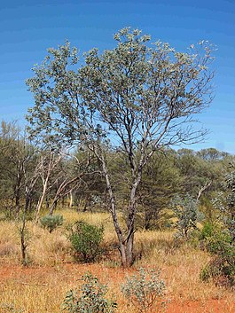 Acacia pruinocarpa.jpg