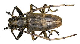 Acalolepta australis