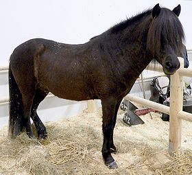 L'étalon Aegidienberger noir Pescador au salon Equitana, en 2005