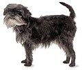 Affenpinscher