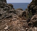 plante près de Għajn Tuffieħa