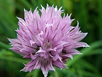 Kćějaca cyblinka (Allium schoenoprasusum) w Estiskej