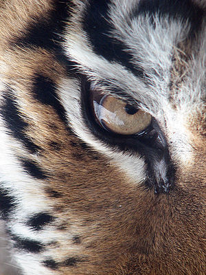 A photograph of the right eye of an Amur Tiger...