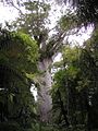 Kauri (Agathis australis)