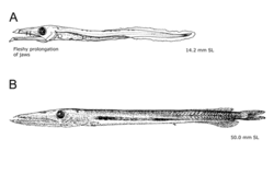 Keihäskala (Anotopterus pharao)