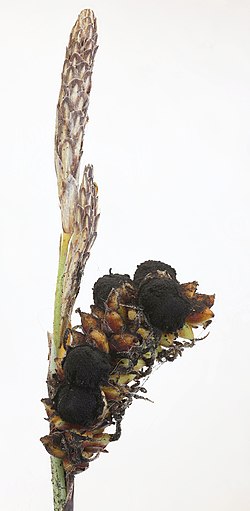 Anthracoidea pratensis -pullakkonokea vahasaran (Carex flacca) emitähkän pullakoissa