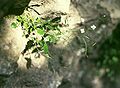 Sand-Schaumkresse (Arabidopsis arenosa)