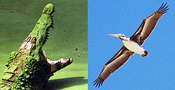 Ptaki jak i krokodyle mają wspólnych przodków: archozaury