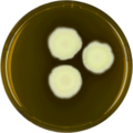 Aspergillus navahoensis growing on MEAOX plate