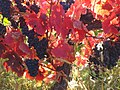 Autumn colour on grape leaves