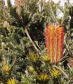 Banksia ericifolia “nana”