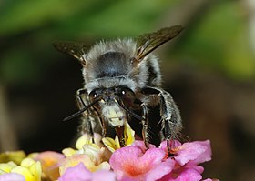 Anthophora sp.