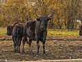 Miniatura para Beefalo