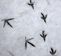 Bird tracks in snow. Bird Tracks (5333534601).jpg