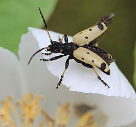 Brachyta bifasciata