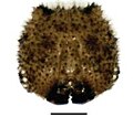 Fifth instar, head capsule