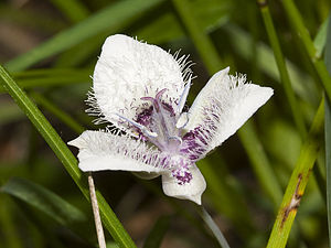 Calochortus elegans