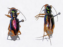 Carabidae - Tetracha fulgida.jpg