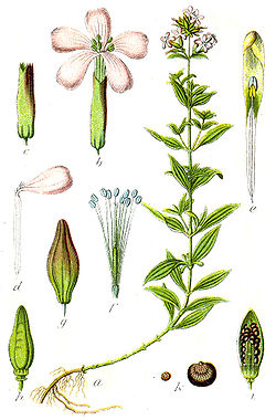 Harilik seebilill Saponaria officinalis