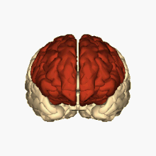 frontal lobe animation