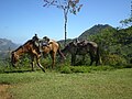 Vignette pour Cheval au Panama