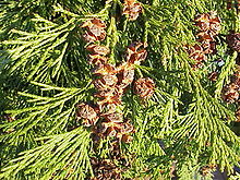 Chamaecyparis lawsoniana2.jpg