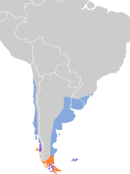 Patagonische plevier
