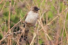 Бульбуль обыкновенный (Pycnonotus barbatus inornatus) .jpg