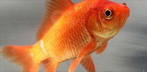 English: An image of a Common goldfish